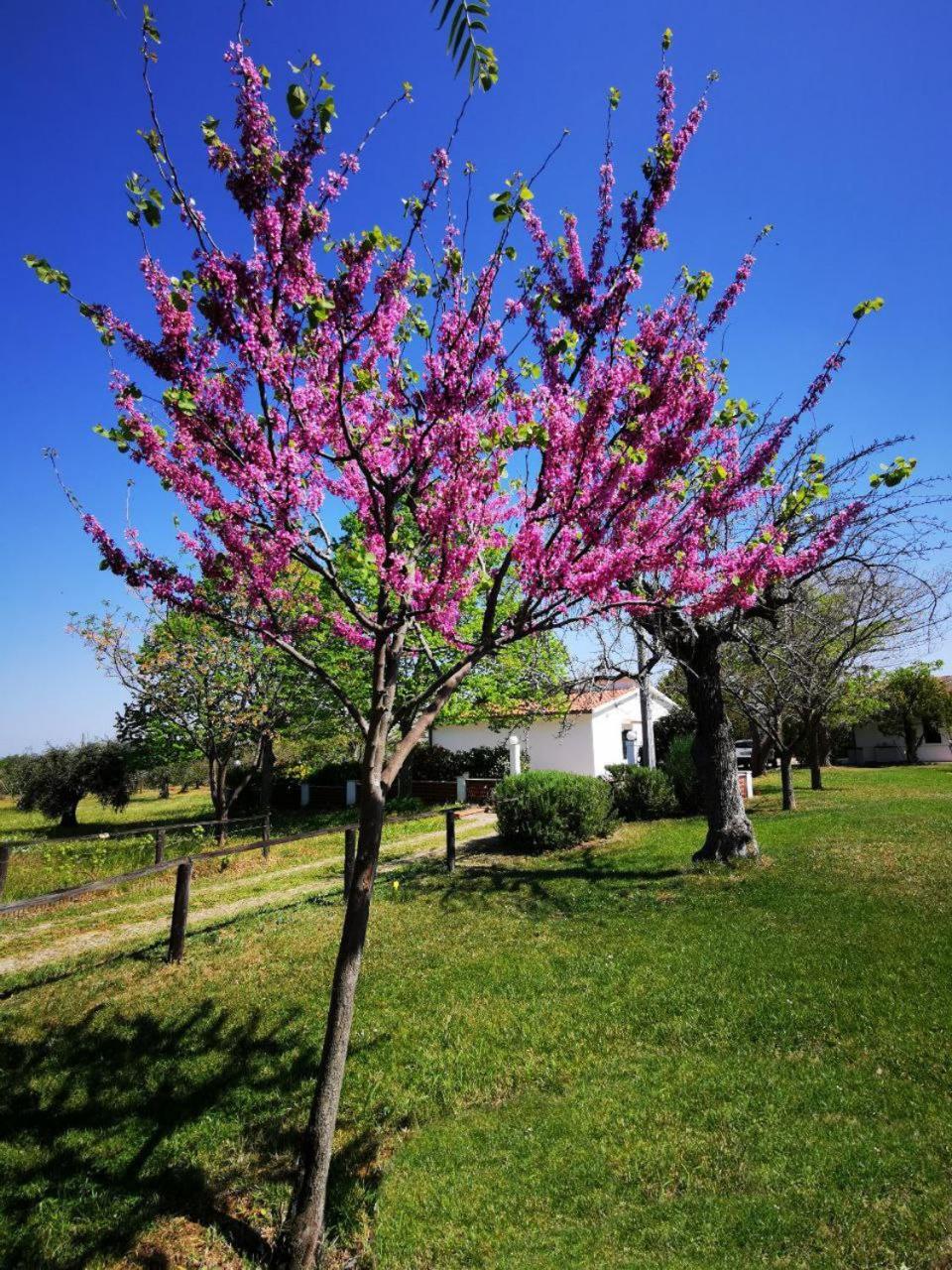 Casa Tonino Villa Pisticci Eksteriør billede